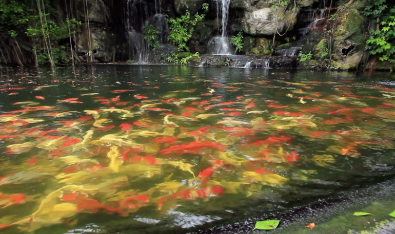 Koi Fish